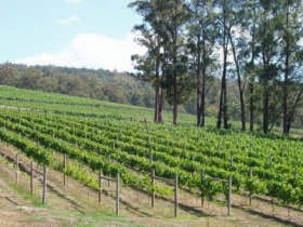 Piedmont Vineyard - Tourism Search 0