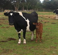 Animal Land Children's Farm - Tourism Search