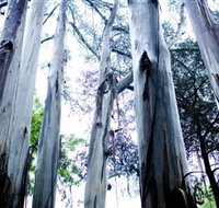 Dandenong Ranges National Park - Tourism Search
