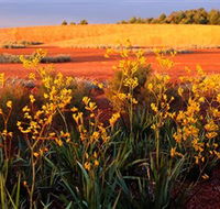 Royal Botanic Gardens Victoria Cranbourne - Tourism Search