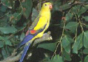 Yanac VIC Tourism Search