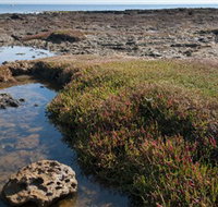 Ricketts Point Marine Sanctuary - Tourism Search