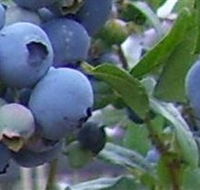 Tuckerberry Hill - Tourism Search