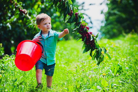 Cherryhill Orchards - Tourism Search 2