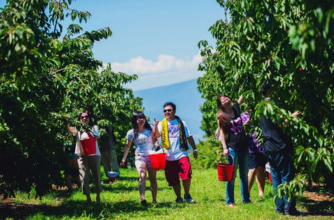 Cherryhill Orchards - Tourism Search 4