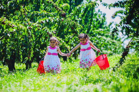 Cherryhill Orchards - Tourism Search 6