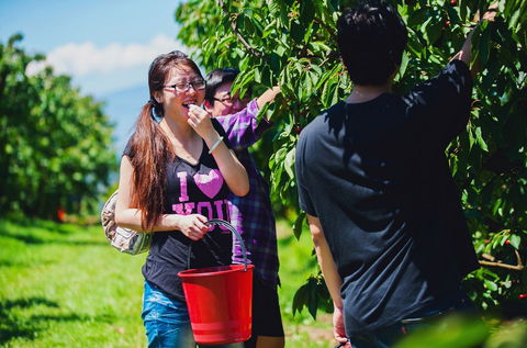 Cherryhill Orchards - Tourism Search 9