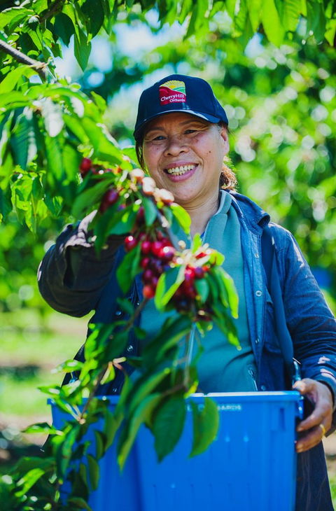 Cherryhill Orchards - Tourism Search 11