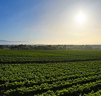 GREENSTONE VINEYARDS - Tourism Search