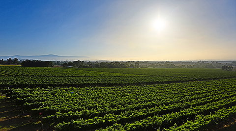 GREENSTONE VINEYARDS - Tourism Search 0