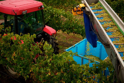 GREENSTONE VINEYARDS - Tourism Search 3