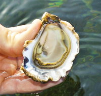 The Oyster Pot - Tourism Search