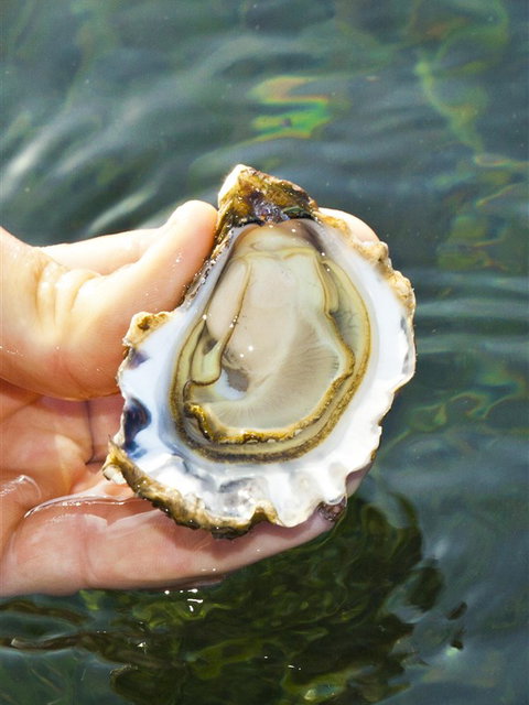 The Oyster Pot - Tourism Search 0