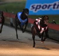 Dapto Dogs - Tourism Search