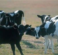 Bodalla Dairy Cheese Factory - Tourism Search