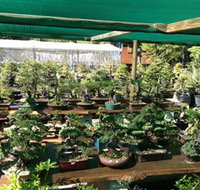 Bonsai at the Bay - Tourism Search