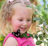 Coffs Harbour Butterfly House - Tourism Search