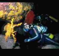 Solitary Islands Marine Park - Tourism Search