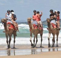 Camel Rides with Coffs Coast Camels - Tourism Search
