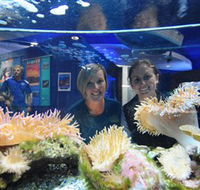 Solitary Islands Aquarium - Tourism Search