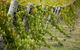Moothi Estate Vineyard And Cellar Door - thumb 1