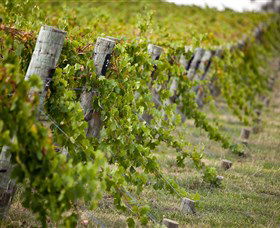 Moothi Estate Vineyard And Cellar Door - Tourism Search 1