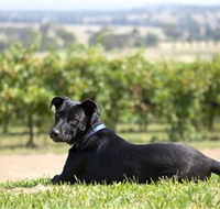 Moothi Estate Vineyard and Cellar Door - Tourism Search