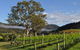 Sarabah Estate Vineyard - thumb 1