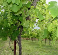 Holland Wines - Tourism Search