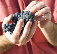 Brown Magpie Wines - Tourism Search