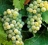 Clover Hill Vineyard - Tourism Search