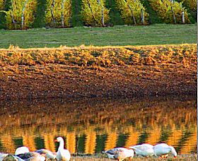 Pipers Brook TAS Tourism Search