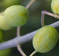 Montalto Vineyard and Olive Grove - Tourism Search