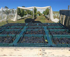 Three Willows Vineyard - Tourism Search 1