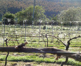 Three Willows Vineyard - Tourism Search 0