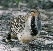 Yongergnow Australian Malleefowl Centre - Tourism Search
