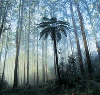 Yarra Ranges National Park - Tourism Search