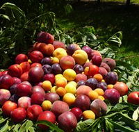 Rayner's Orchard - Tourism Search