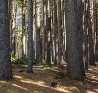 Sugarpine Walk - Tourism Search