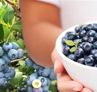 Jolly Berries - Tourism Search