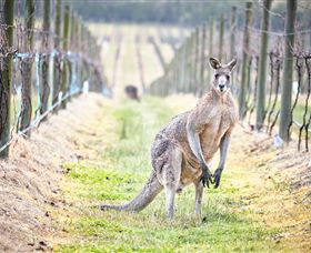 Yabby Lake Vineyard & Cellar Door - Tourism Search 8