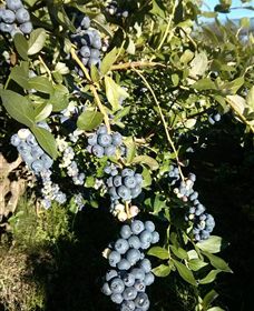 Gunnadoo Berries - Tourism Search 2