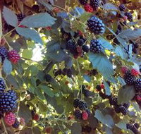 Gunnadoo Berries - Tourism Search