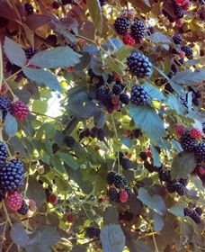 Gunnadoo Berries - Tourism Search 0