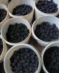 Gunnadoo Berries - Tourism Search 3