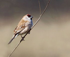 Capertee Valley Bird Trail - Tourism Search 3