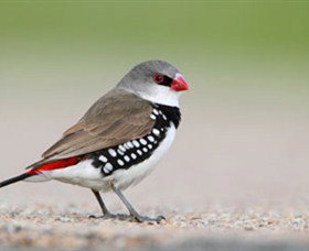 Capertee Valley Bird Trail - Tourism Search 1