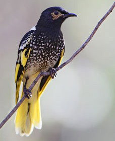 Capertee Valley Bird Trail - Tourism Search 4