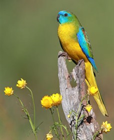 Capertee Valley Bird Trail - Tourism Search 5