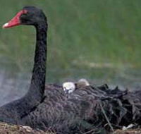 French Island Marine National Park - Tourism Search